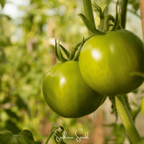 Evergreen Tomato – 50 Seeds, additional product view 2