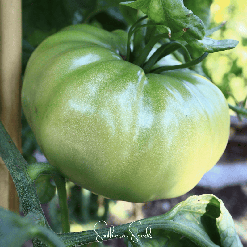 Load image into Gallery viewer, Evergreen Tomato – 50 Seeds
