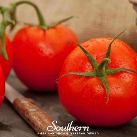 Floridade Tomato 50 Seeds