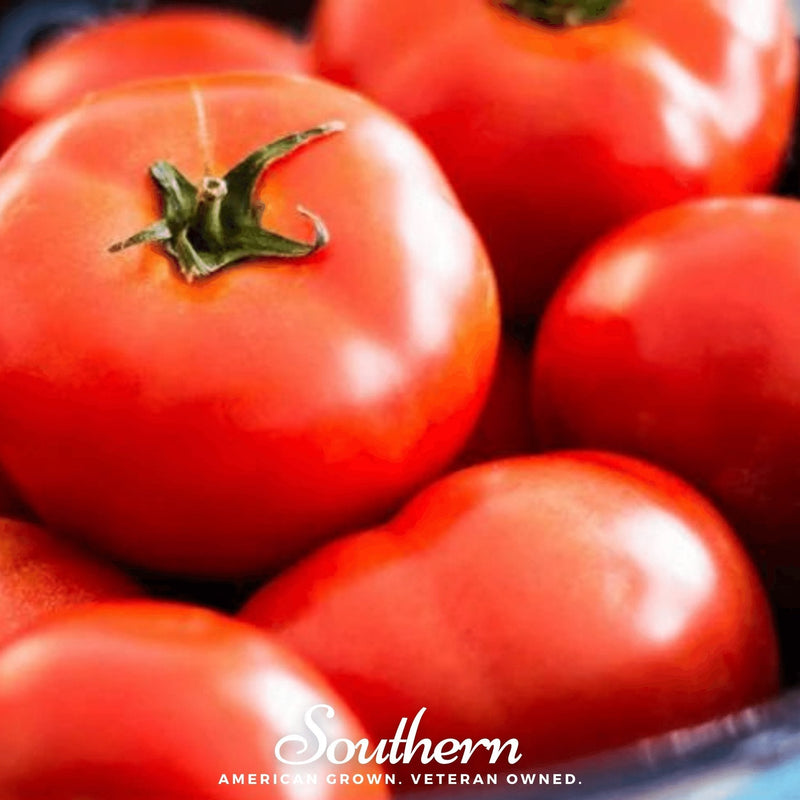 Load image into Gallery viewer, Floridade Tomato – 50 Seeds
