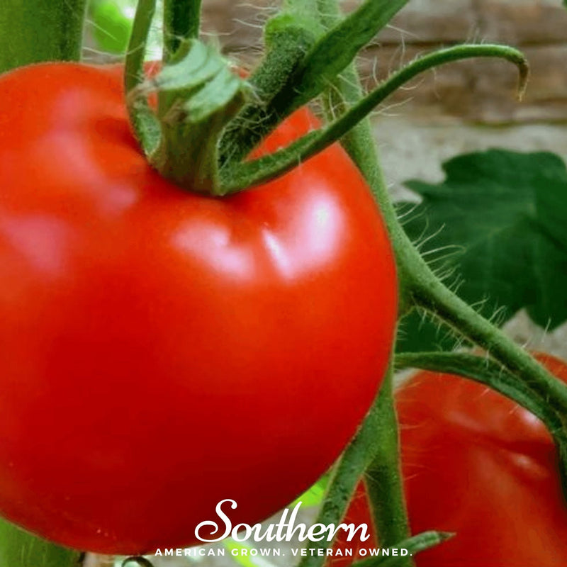 Load image into Gallery viewer, Floridade Tomato – 50 Seeds

