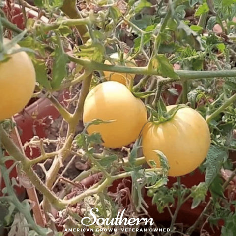 Garden Peach Tomato – 50 Seeds, additional product view 2