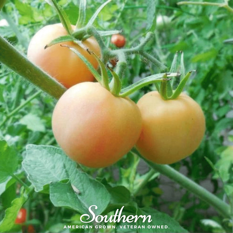 Load image into Gallery viewer, Garden Peach Tomato – 50 Seeds
