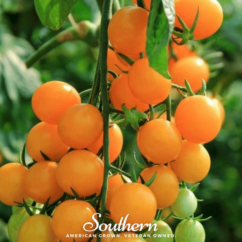 Load image into Gallery viewer, Gold Nugget Tomato – 50 Seeds
