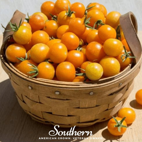 Gold Nugget Tomato – 50 Seeds, additional product view 2