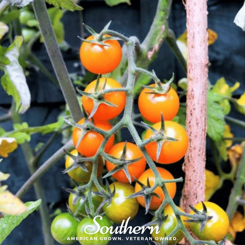 Load image into Gallery viewer, Gold Nugget Tomato – 50 Seeds
