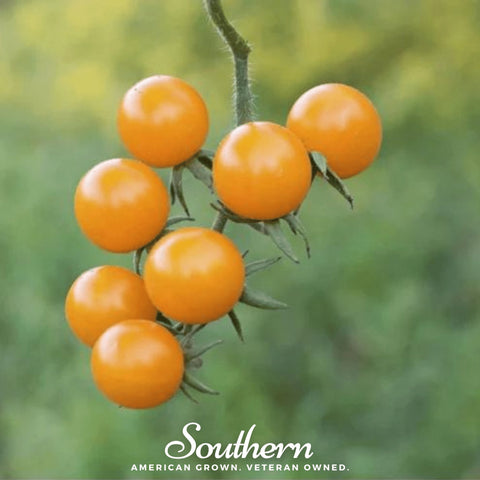 Gold Nugget Tomato 50 Seeds