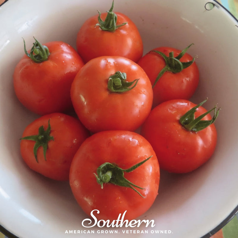 Load image into Gallery viewer, Homestead Tomato – 50 Seeds
