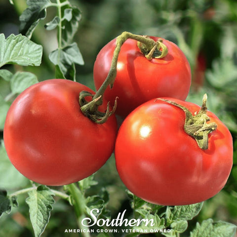 Homestead Tomato seeds package, 50 count, GrowTime Garden Supply