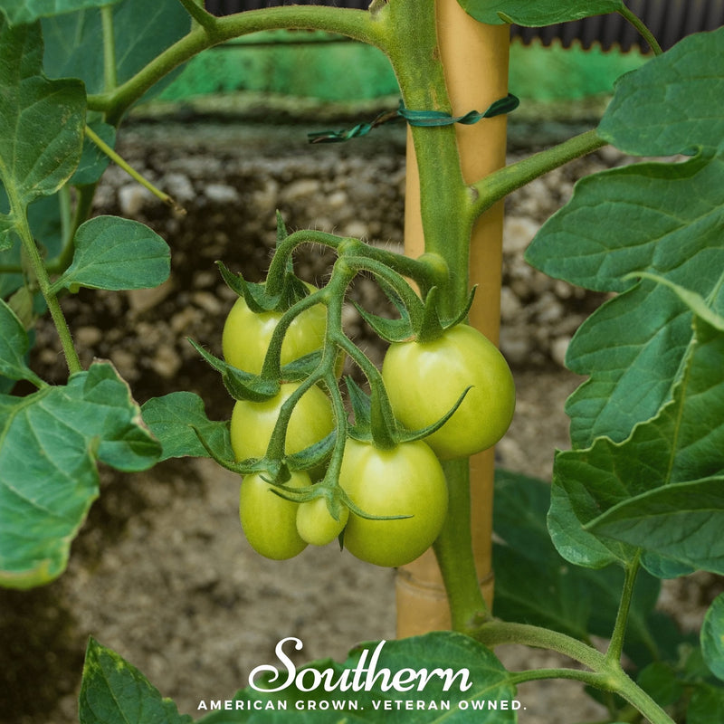 Load image into Gallery viewer, Moneymaker Tomato – 50 Seeds

