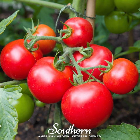 Moneymaker Tomato seeds package, 50 count, GrowTime Garden Supply