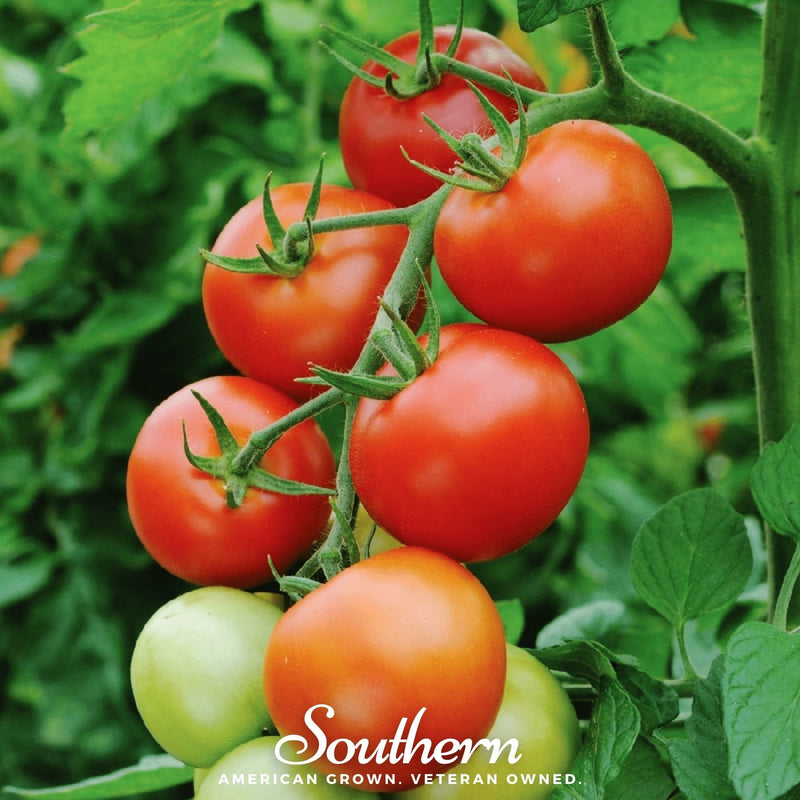 Load image into Gallery viewer, Moneymaker Tomato – 50 Seeds
