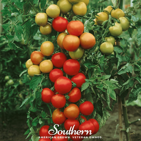 Moneymaker Tomato – 50 Seeds, additional product view 2