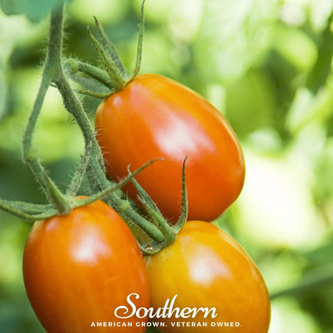 Roma VF Tomato – 50 Seeds, additional product view 2