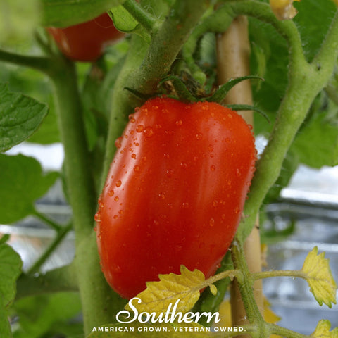San Marzano Tomato – 50 Seeds, additional product view 2