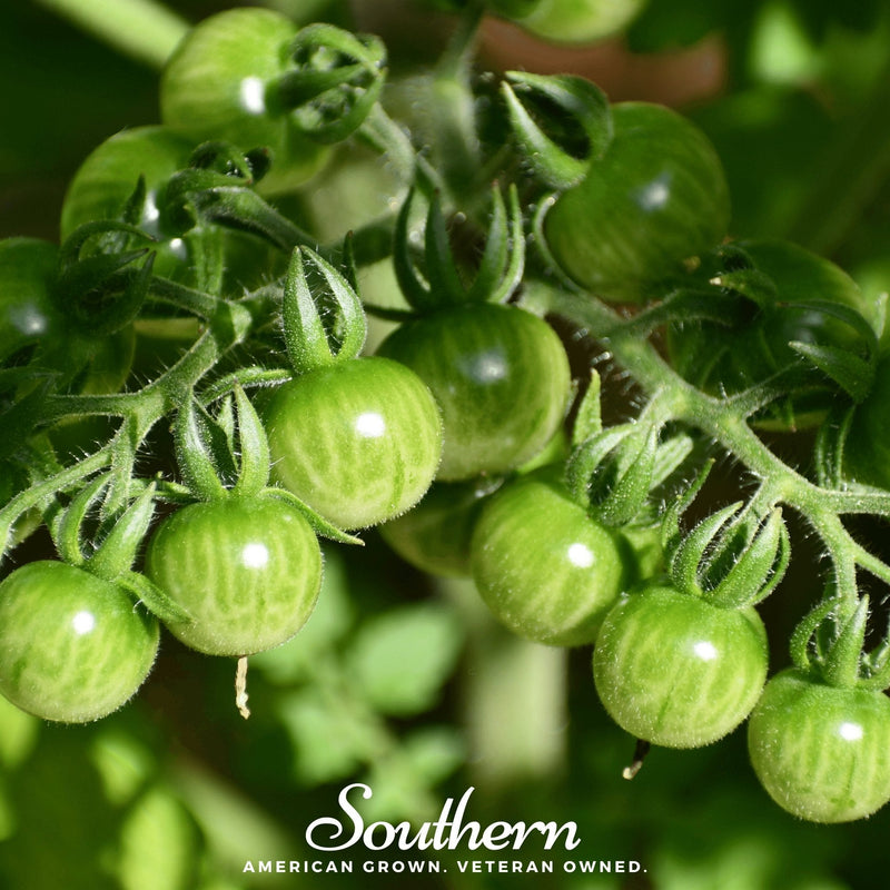 Load image into Gallery viewer, Sweetie Tomato – 50 Seeds
