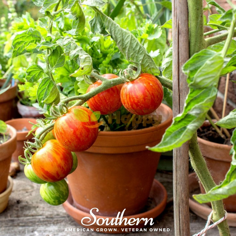 Load image into Gallery viewer, Tigerella Tomato – 50 Seeds
