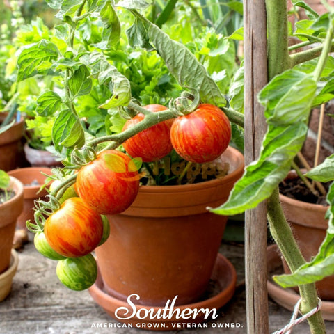 Tigerella Tomato 50 Seeds