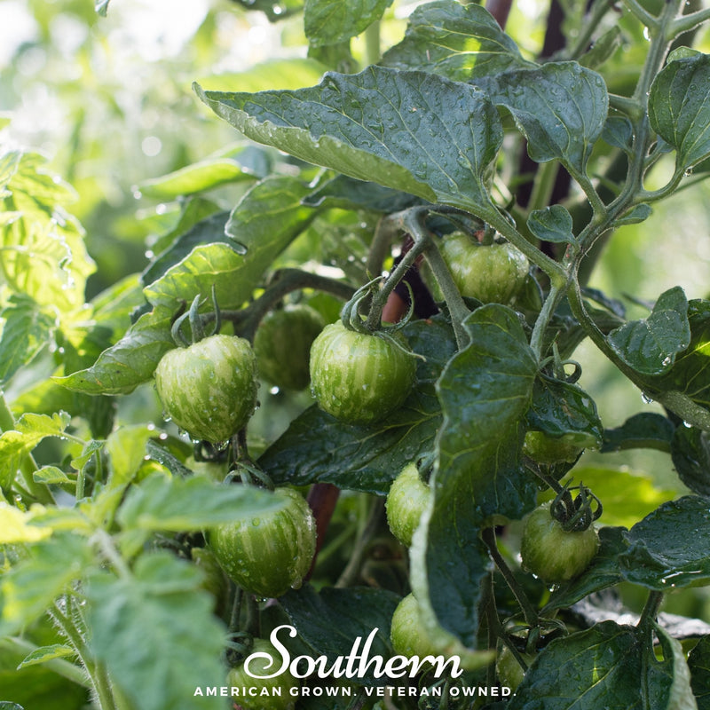 Load image into Gallery viewer, Tigerella Tomato – 50 Seeds
