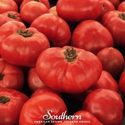 VR Moscow Tomato – 50 Seeds, additional product view 2