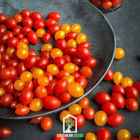 World's Smallest Tomato – Tomberry – 25 Seeds, additional product view 2