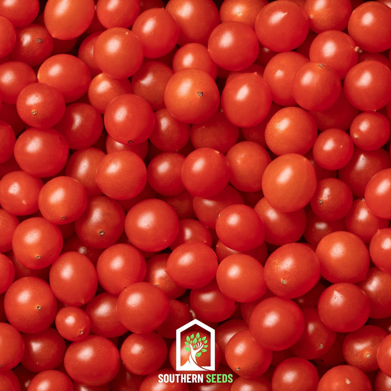 Load image into Gallery viewer, World's Smallest Tomato – Tomberry – 25 Seeds
