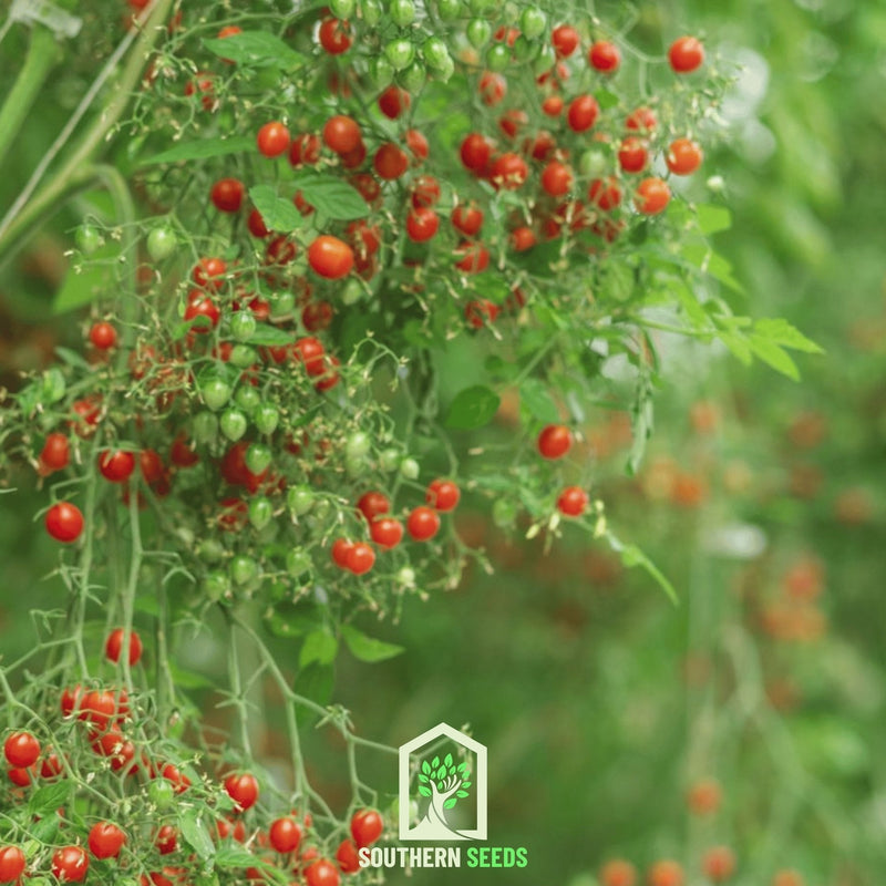 Load image into Gallery viewer, World's Smallest Tomato – Tomberry – 25 Seeds
