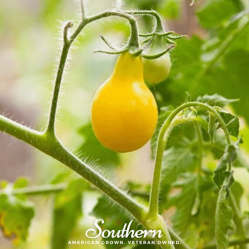 Load image into Gallery viewer, Yellow Pear Tomato – 50 Seeds

