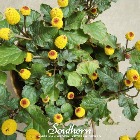 Toothache Plant – 50 Seeds, additional product view 2