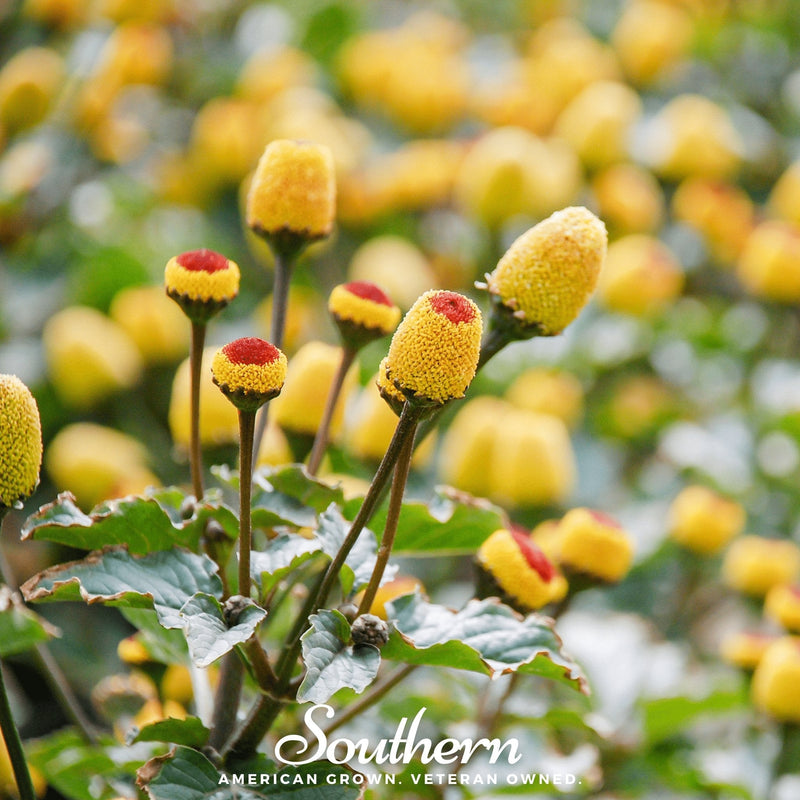 Load image into Gallery viewer, Toothache Plant – 50 Seeds
