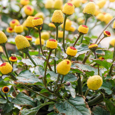 Organic Spilanthes Toothache Herb seeds package, GrowTime Garden Supply