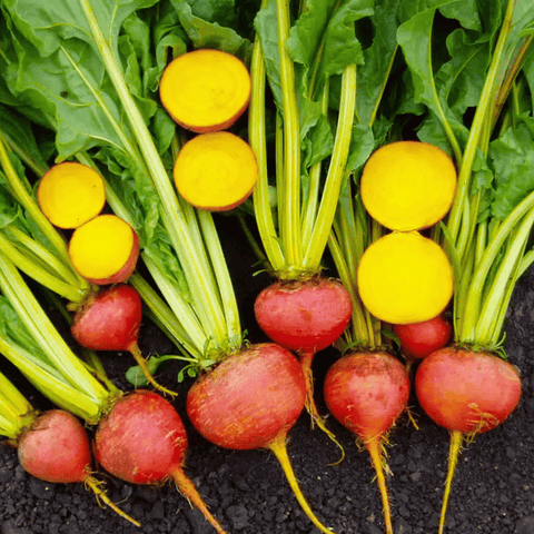 Touchstone Beet – 50 Seeds, additional product view 2