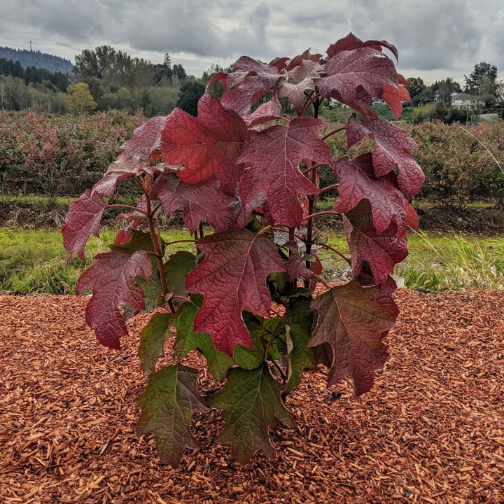 Load image into Gallery viewer, Toy Soldier™ Oakleaf Hydrangea
