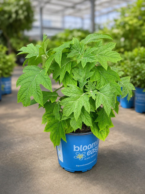 Toy Soldier Oakleaf Hydrangea