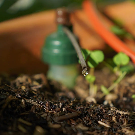 Close-up of Tropf-Blumat watering sensor installed beside a small plant