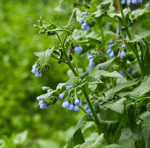 True Comfrey 20 Seeds