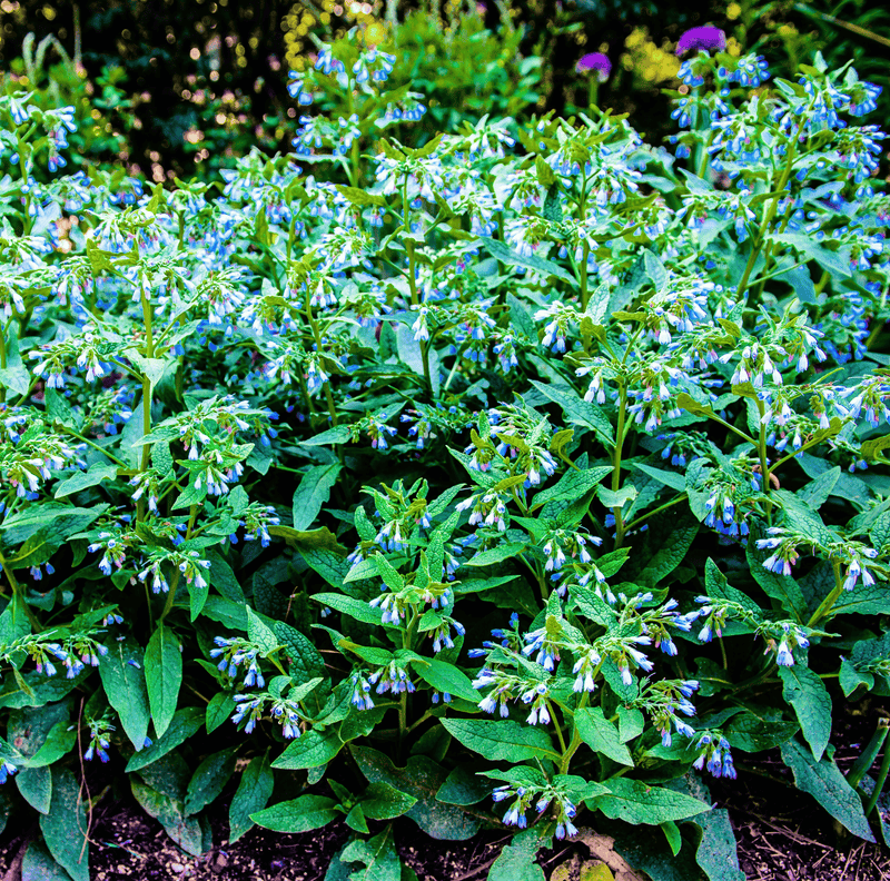 Load image into Gallery viewer, True Comfrey – 20 Seeds

