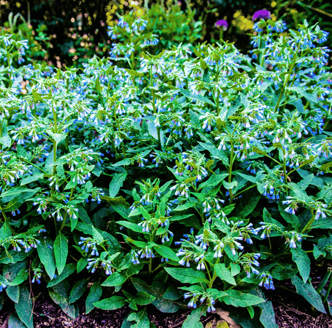 True Comfrey – 20 Seeds, additional product view 2