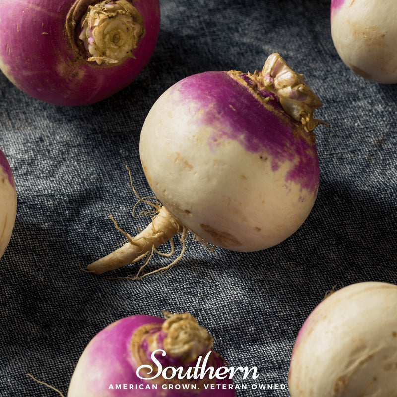 Load image into Gallery viewer, Purple Top White Globe Turnip – 250 Seeds
