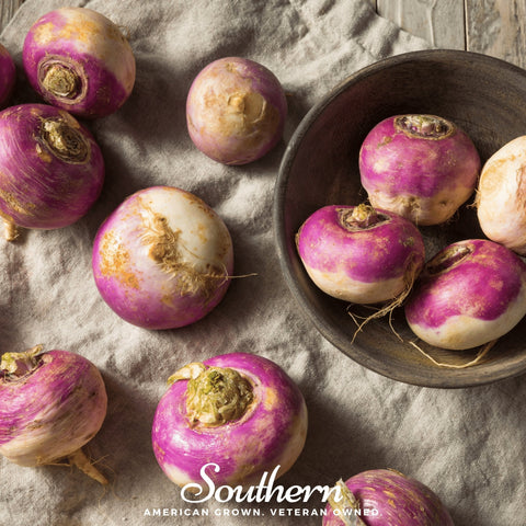 Purple Top White Globe Turnip 250 Seeds