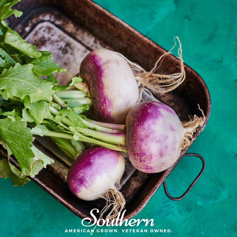 Purple Top White Globe Turnip – 250 Seeds, top view