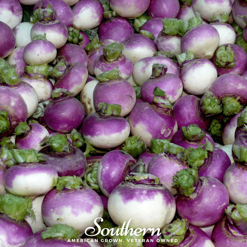Load image into Gallery viewer, Purple Top White Globe Turnip – 250 Seeds
