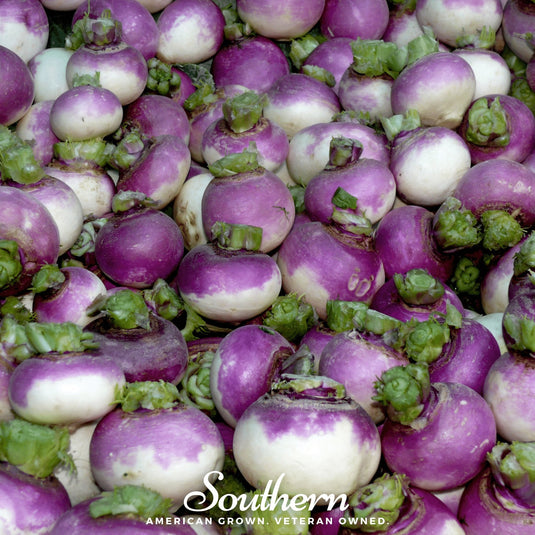 Purple Top White Globe Turnip – 250 Seeds