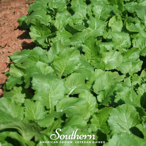 Seven Top Turnip seeds package, 100 count, GrowTime Garden Supply