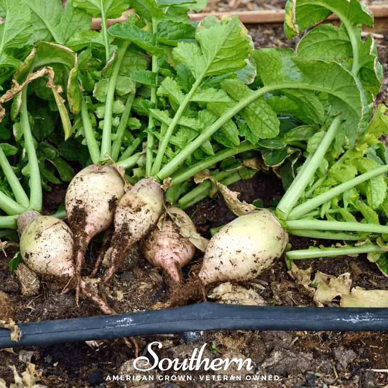 Load image into Gallery viewer, Seven Top Turnip – 100 Seeds
