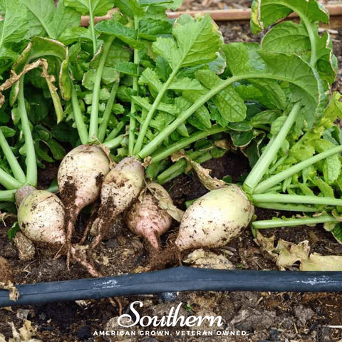 Seven Top Turnip – 100 Seeds, top view