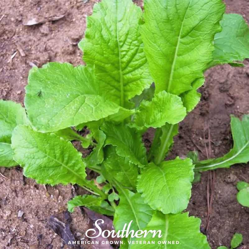 Load image into Gallery viewer, Seven Top Turnip – 100 Seeds
