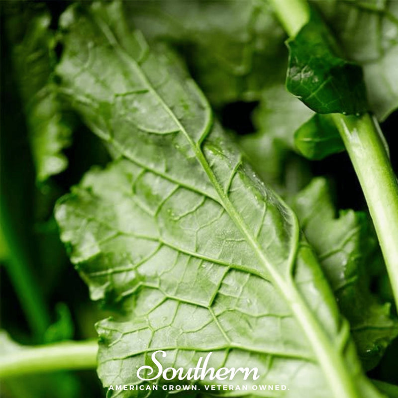 Load image into Gallery viewer, Seven Top Turnip – 100 Seeds

