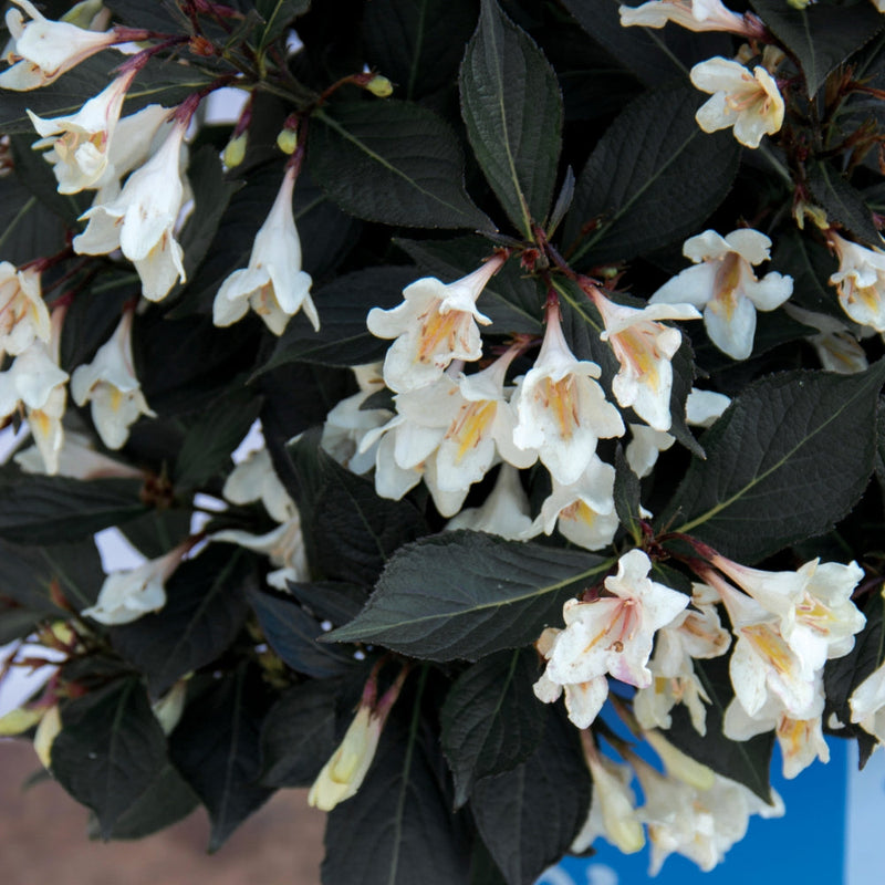 Load image into Gallery viewer, Tuxedo™ Weigela
