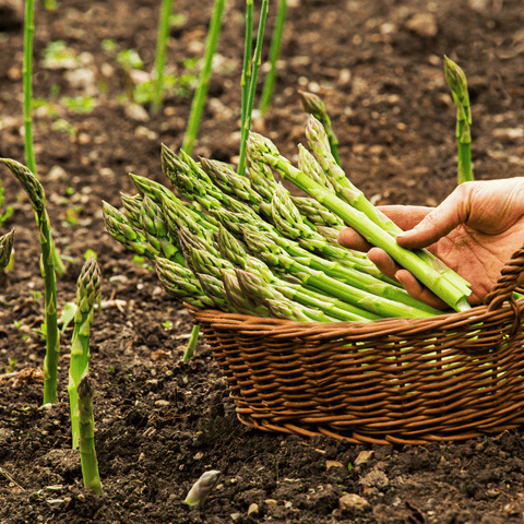 UC157 F2 Asparagus – 50 Seeds, additional product view 2